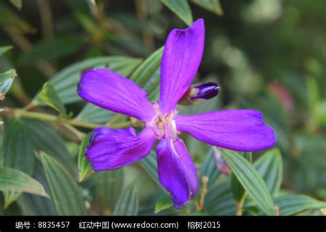 五片花瓣|五瓣花類植物